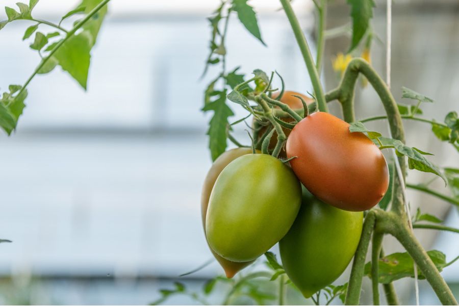 Providores and Producers