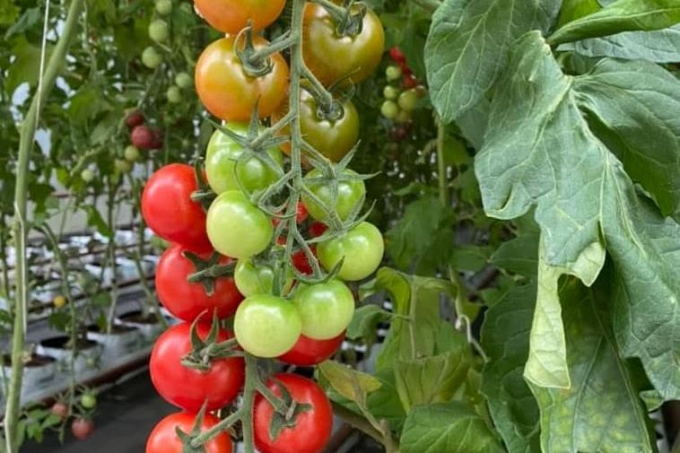 Sussex Greenhouse *